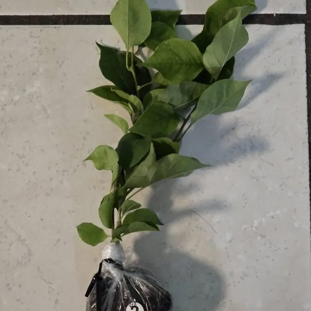 Set 2 New River Bougainvillea Starter Plants – 4-10″ Tall – Hardy Bougainvillea