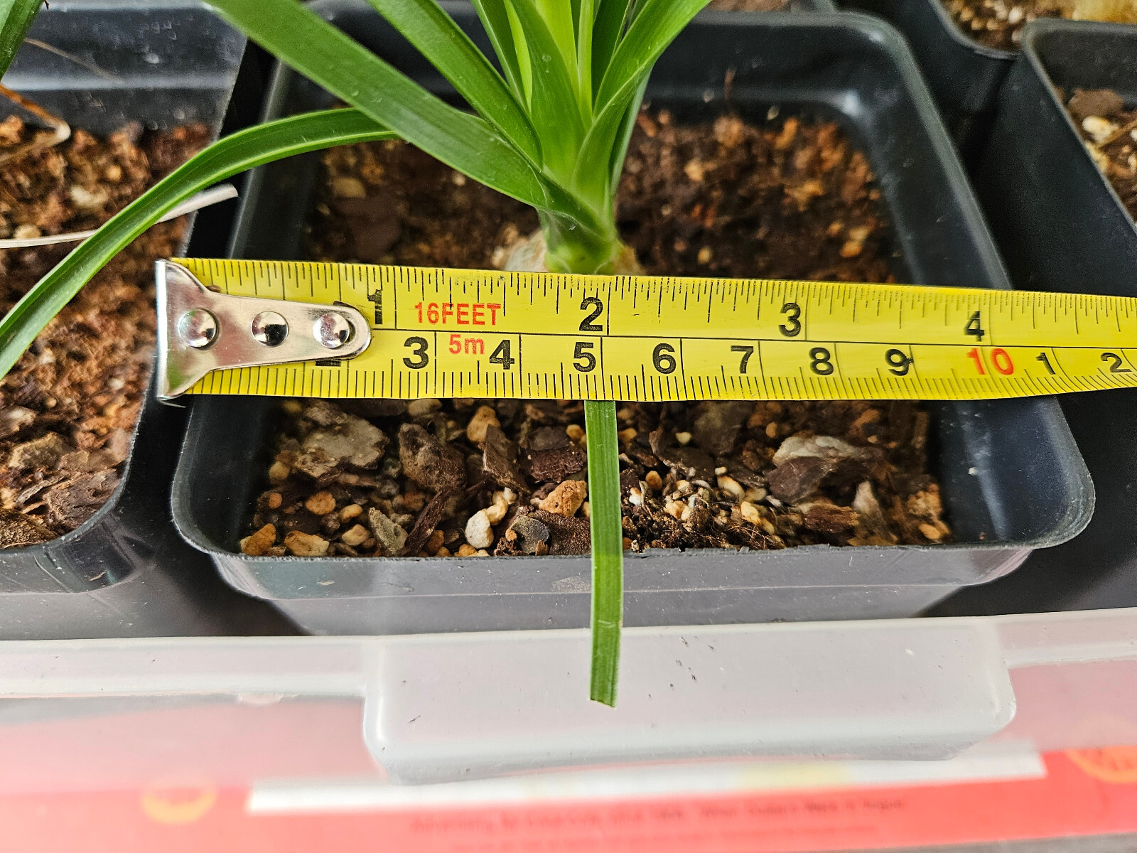Ponytail Palm Plant in 4 inch Pot. Live Pony Tail Plant. Easy to grow indoors.