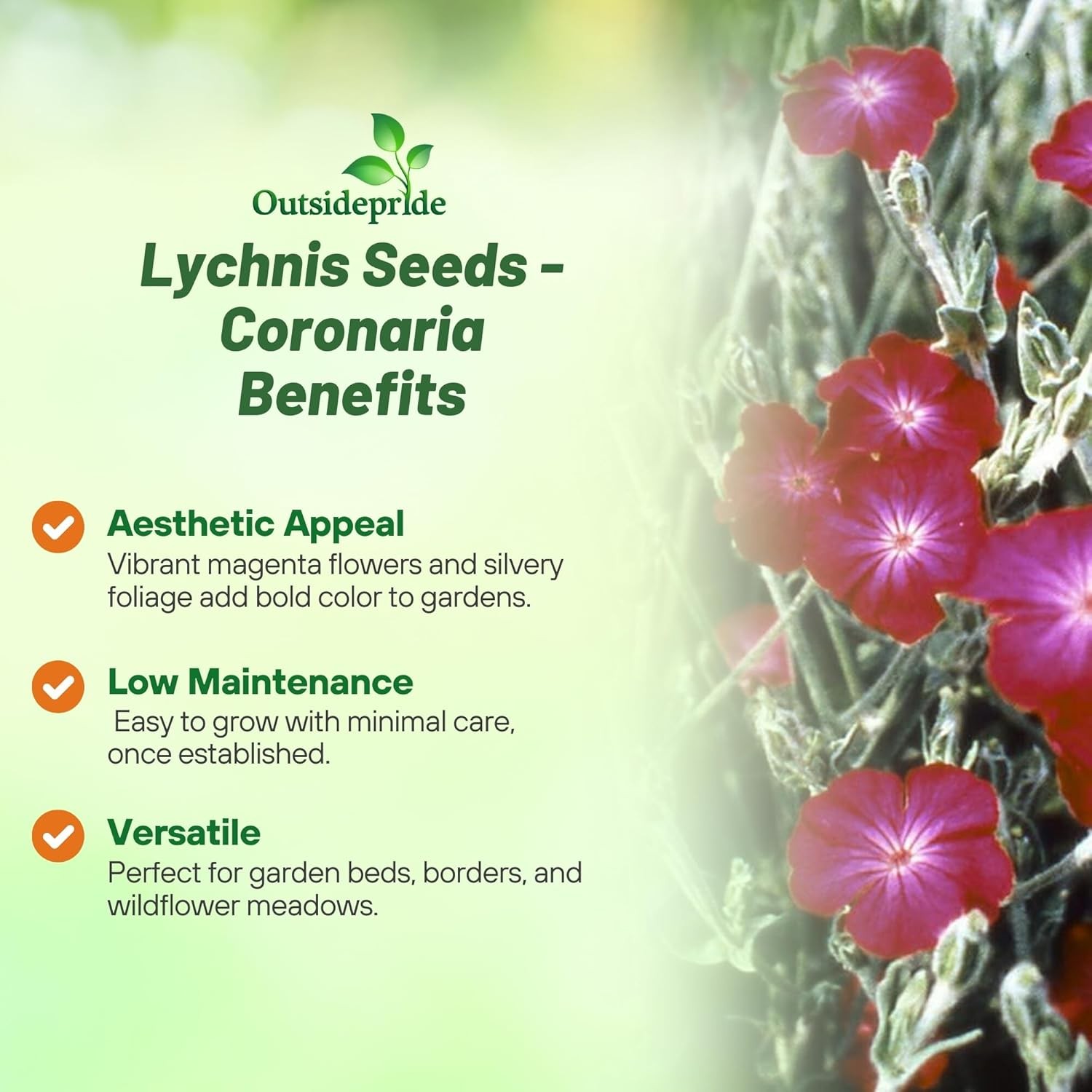 10000 Seeds Lychnis Seed – Lychnis Coronaria Rose Campion Flower Seeds