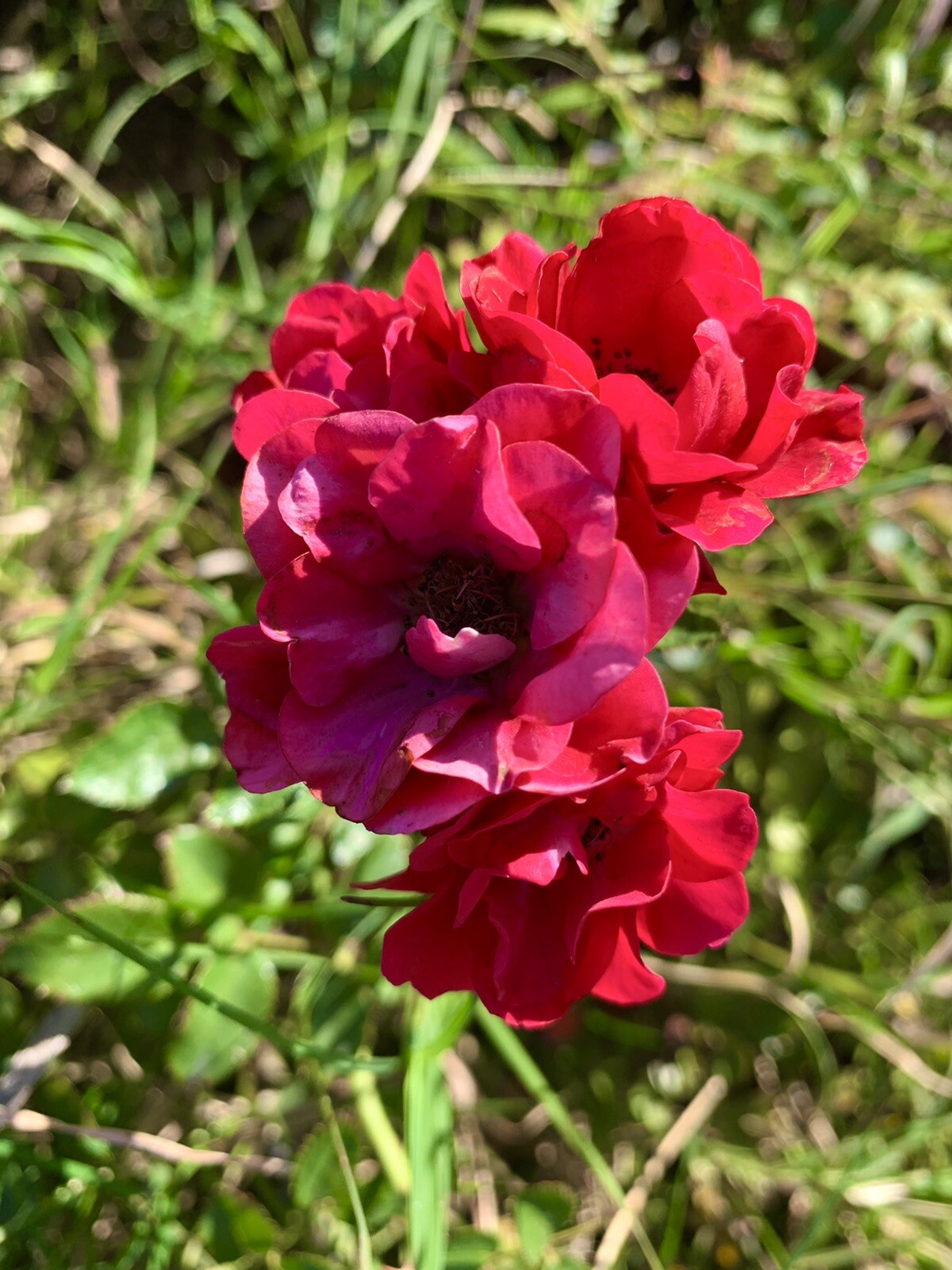 Petite Knock Out Rose, Mini Red Rose – Groundcover – 15 Seeds 2023 – USA