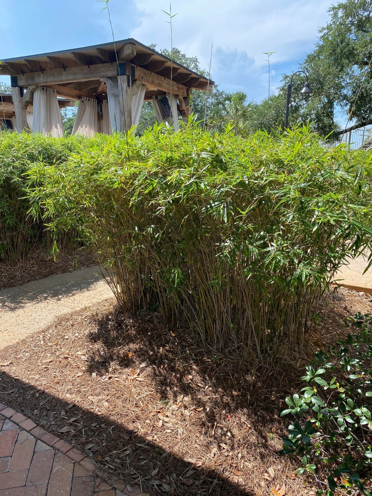 Golden Goddess Bamboo Live Plant Potted Clumping Non-Invasive 12″ Tall