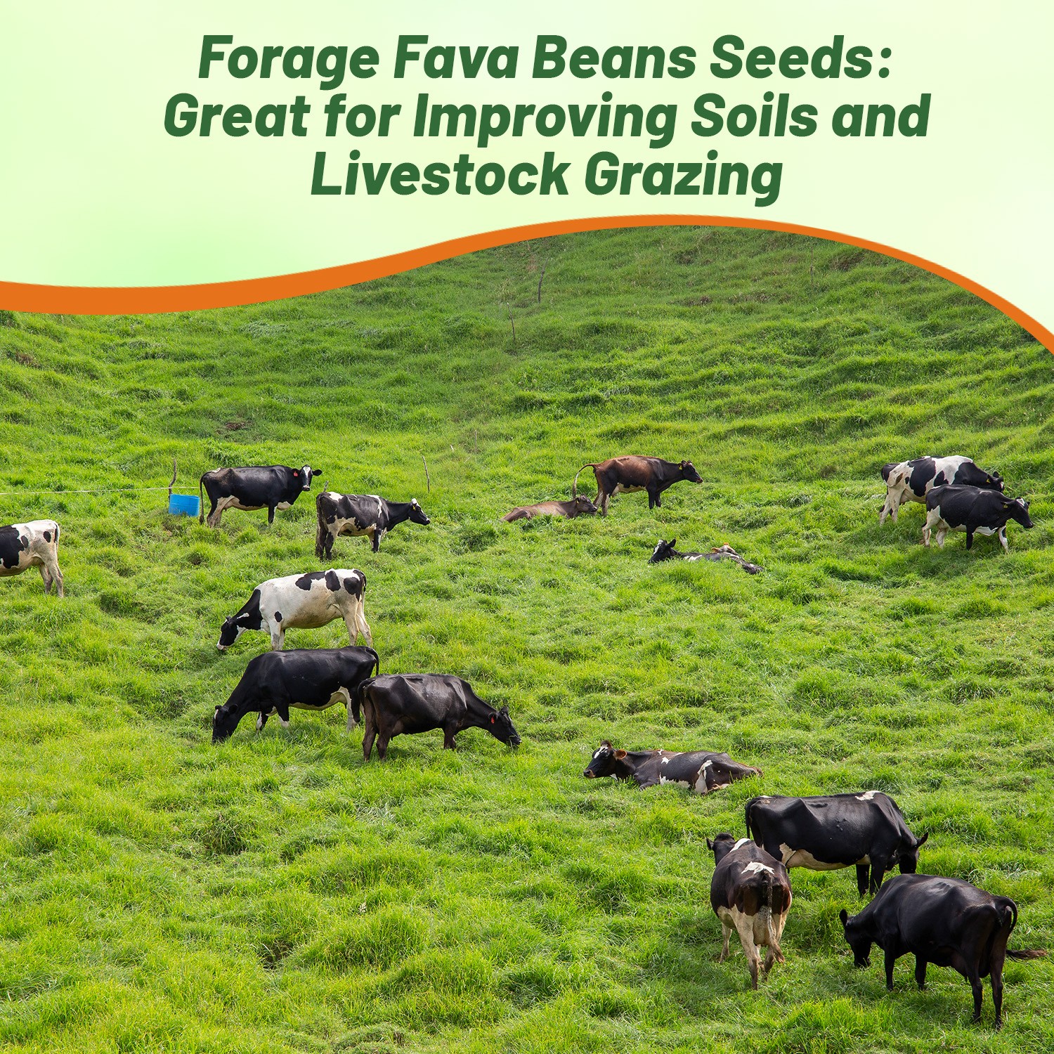 5 LBS Fava Bean Seeds For Cover Crops & Food plots