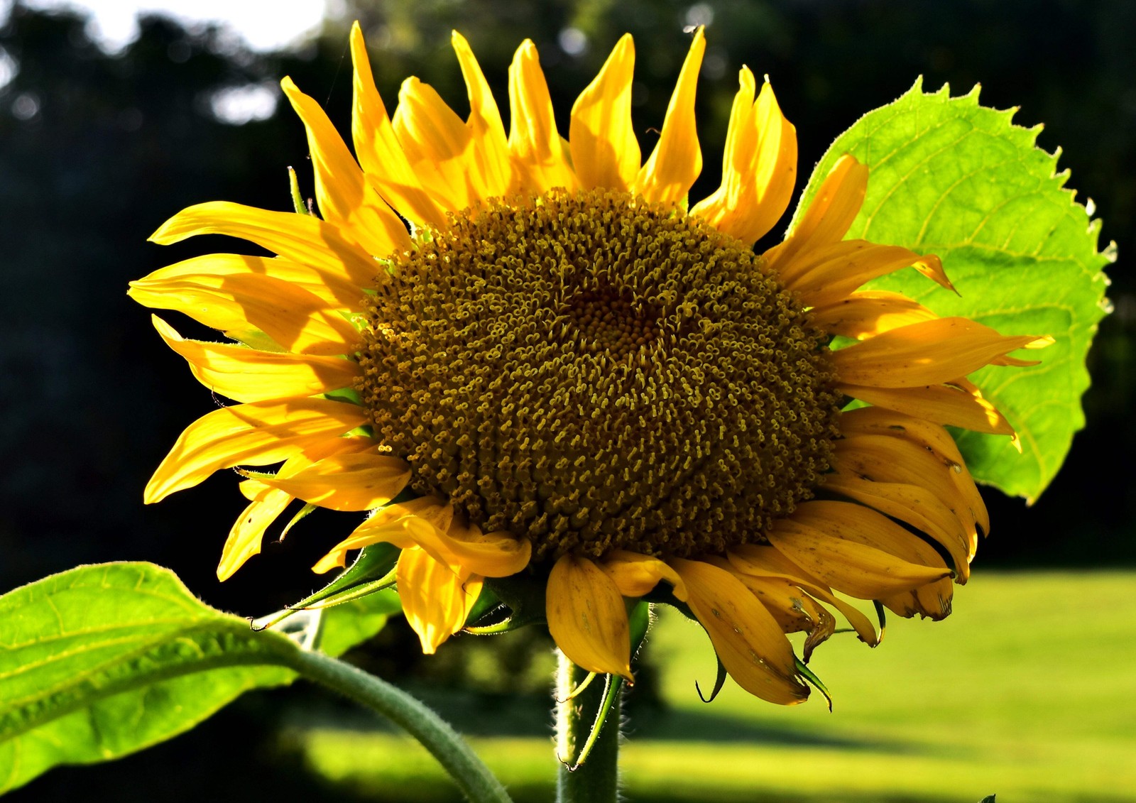 10 Early MAMMOTH RUSSIAN SUNFLOWER Helianthus Annuus Flower Seeds