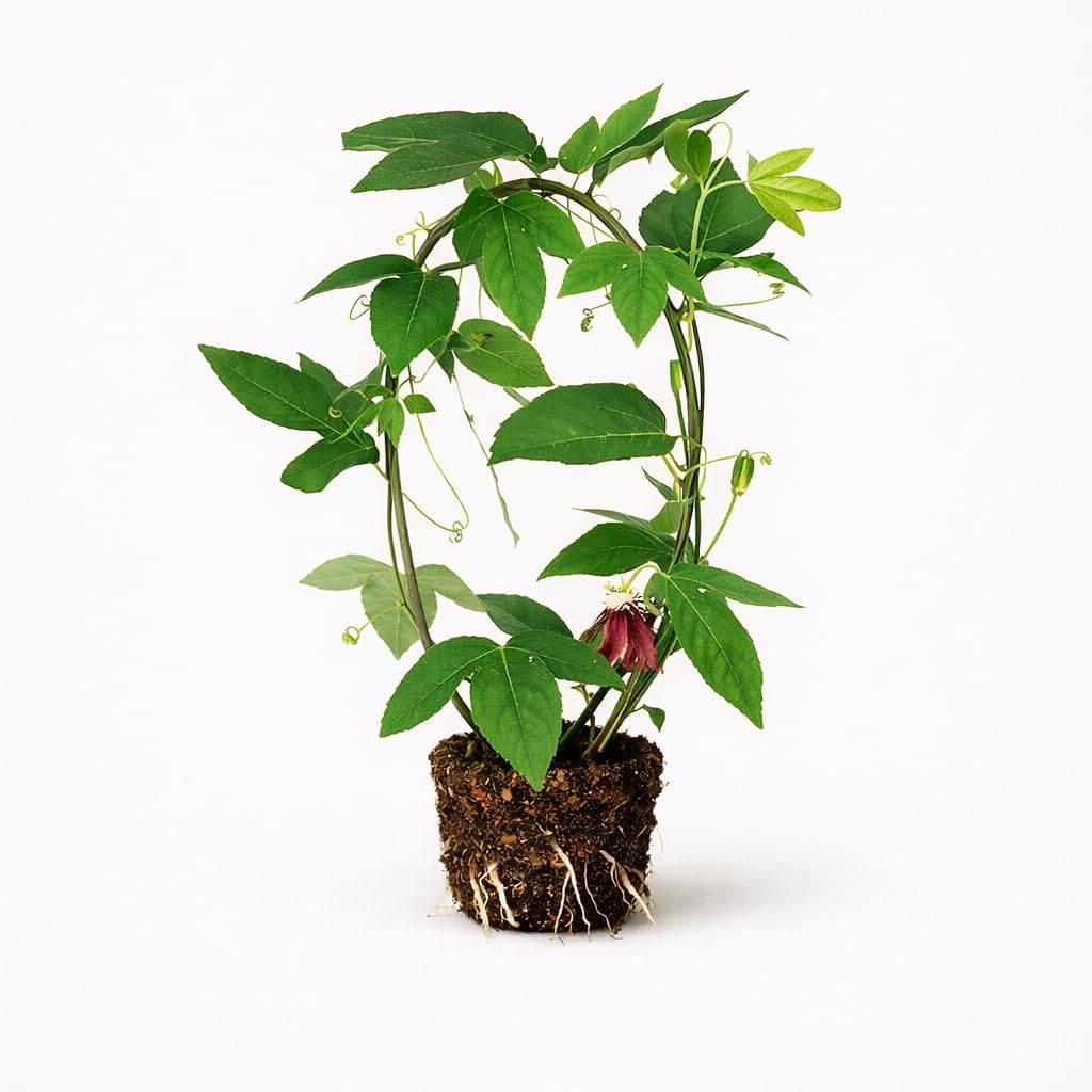 PLANT NOOK Passiflora ‘Lady Margaret’ Live Plant Starter Plug 2-Pack | Deep Red