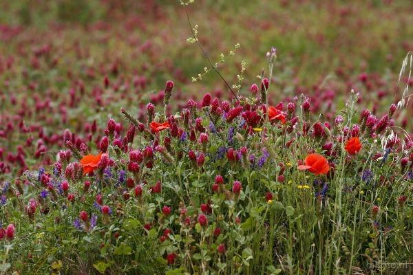 Trifolium incarnatum | Crimson Clover | Italian Clover | 100 Seeds