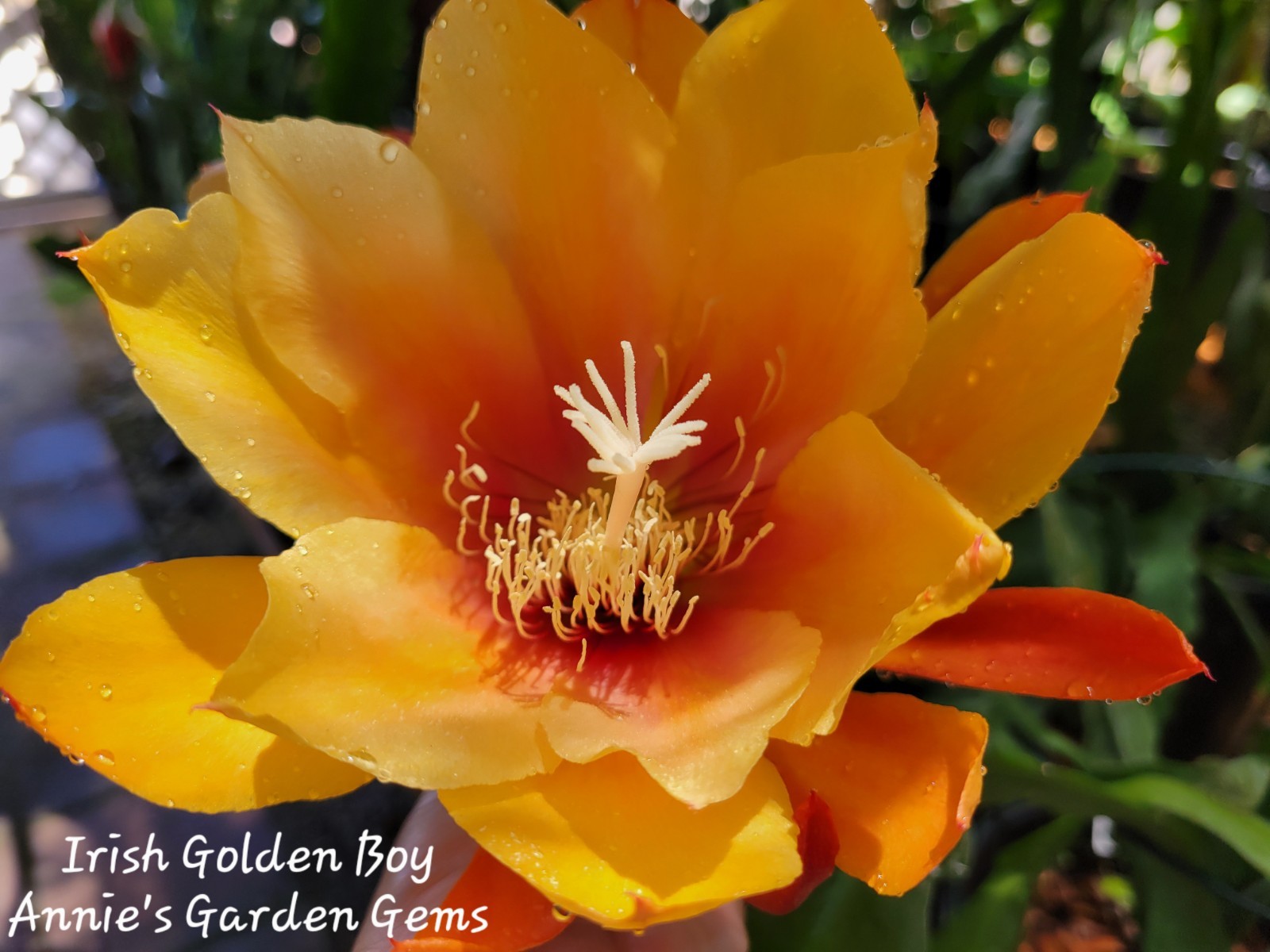 Epiphyllum Irish Golden Boy Unrooted Cuttings – 8 to 10 inches long