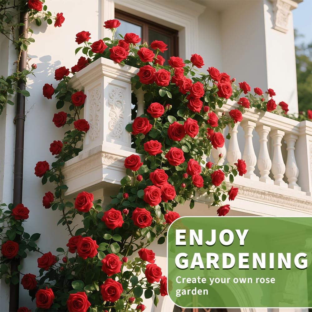 200+ Red Climbing Rose Seeds for Planting Outdoors Ornamental