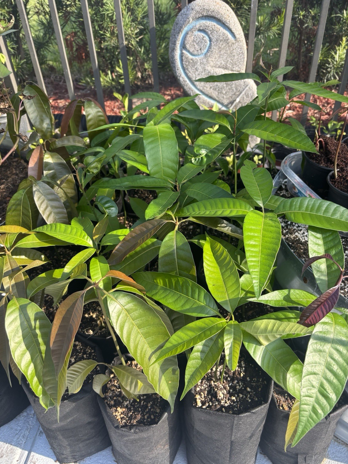 2 Yrs To Fruit Mango Tree Clone Polyembryonic 4 Seeds NO GRAFTED NEEDED