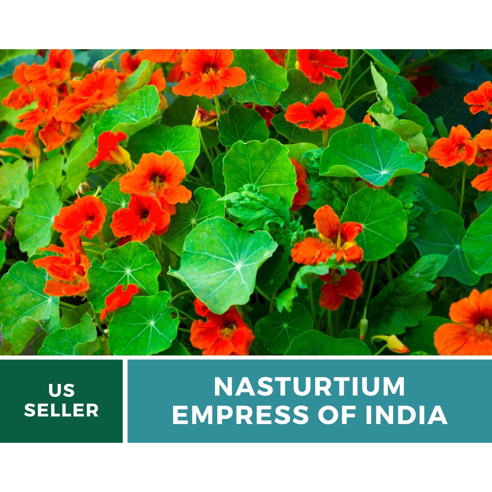 Nasturtium, Empress of India – Heirloom Seeds (Tropaeolum nanum)