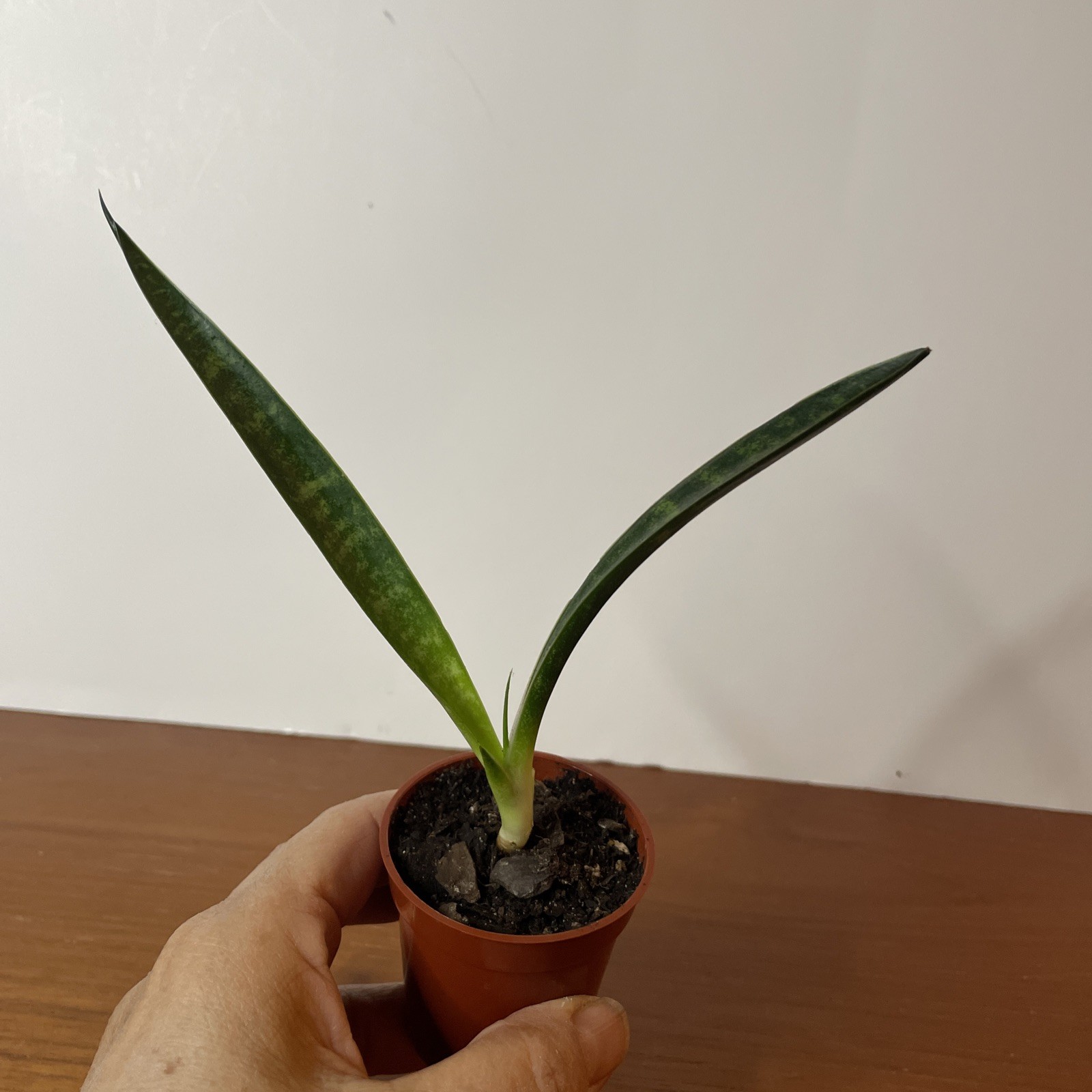 Snake Plant Sansevieria Fernwood Mikado Live Plant Houseplant easy care 6”
