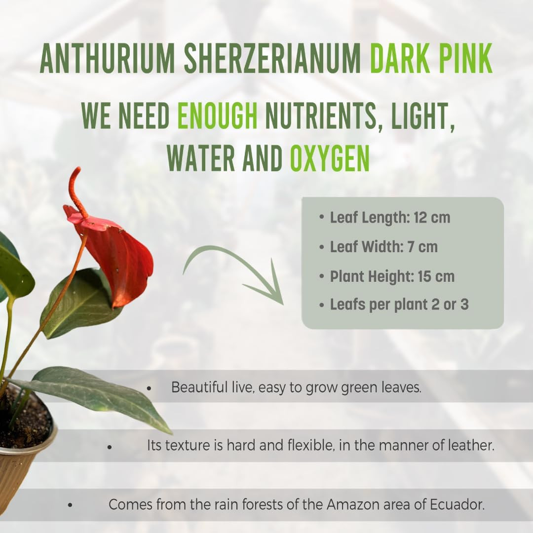 Anthurium Scherzerianum Red, Pink, White (Pack of 3) | Tropical Green Indoor Ho
