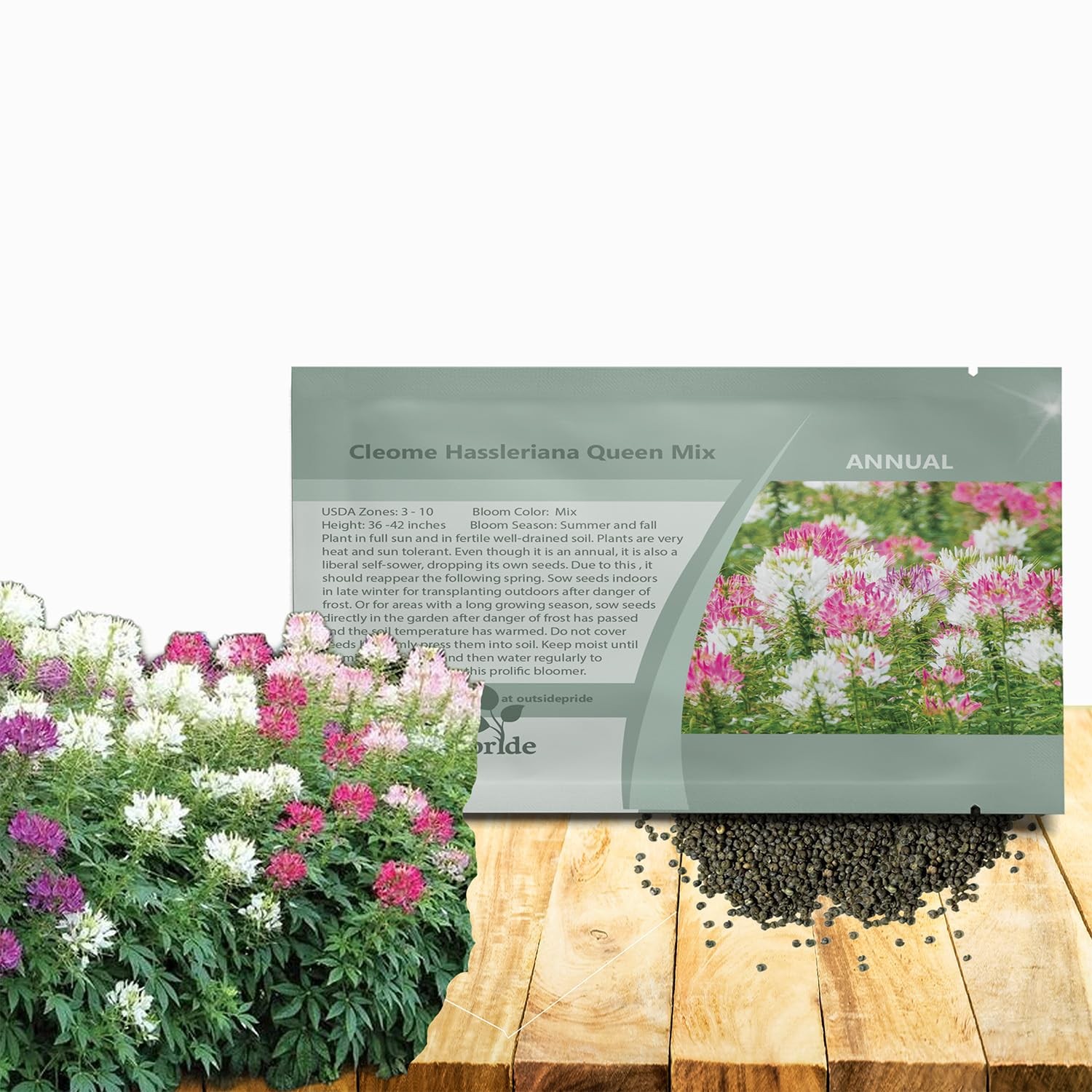 1000 Cleome Seeds for Xeriscaping, Pollinator Gardens, and Flower Beds