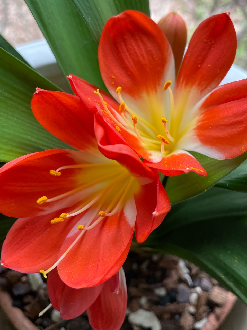Clivia Little Clown x Big Peach seedlings | SapphireChild Orchids