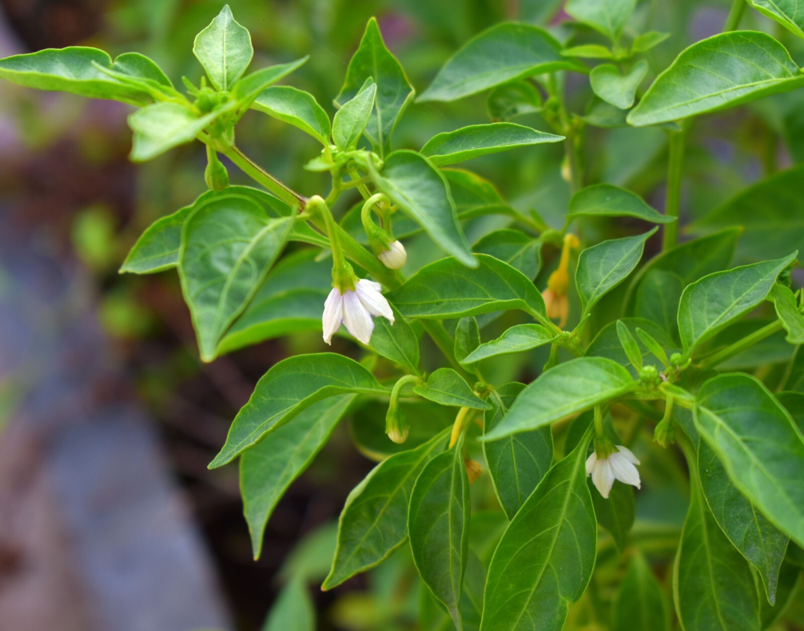Vegetable Seeds -Hot Pequin Heirloom Chile Pepper -20 Seeds