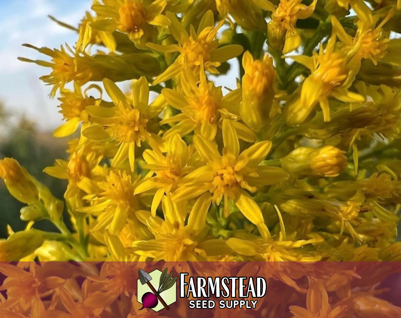 800+ Showy Goldenrod Seeds | Native Perennial Wildflower, Solidago speciosa
