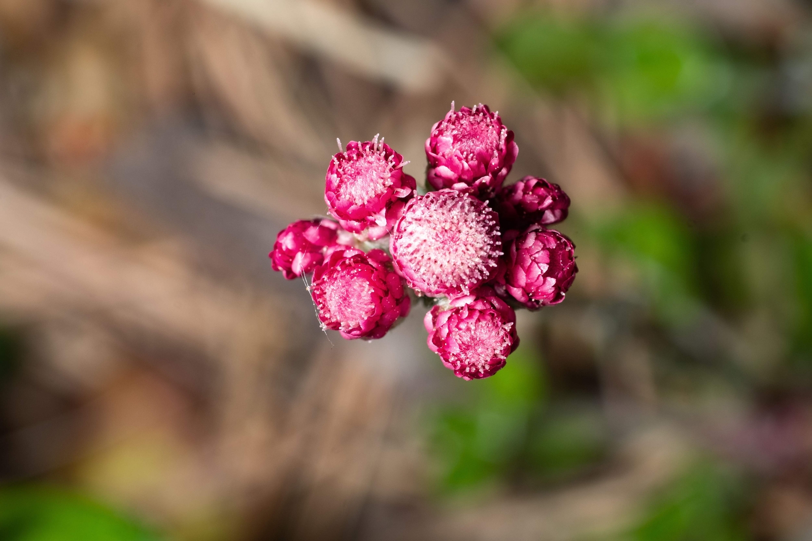 20 RED PUSSYTOES Pink RedTinted Antennaria Dioica Rubra Everlasting Flower Seeds