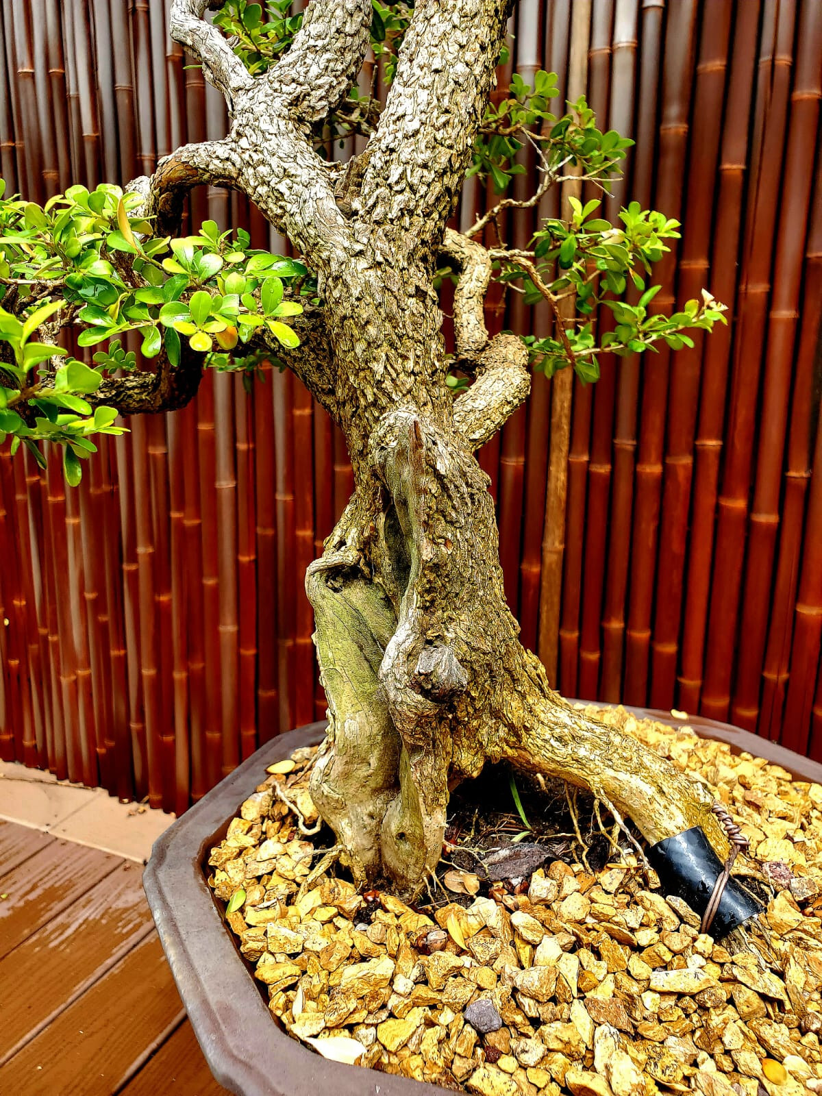 Exquisite Japanese Boxwood Bonsai: Finished Single Trunk Nebari – Must-Have! 32″