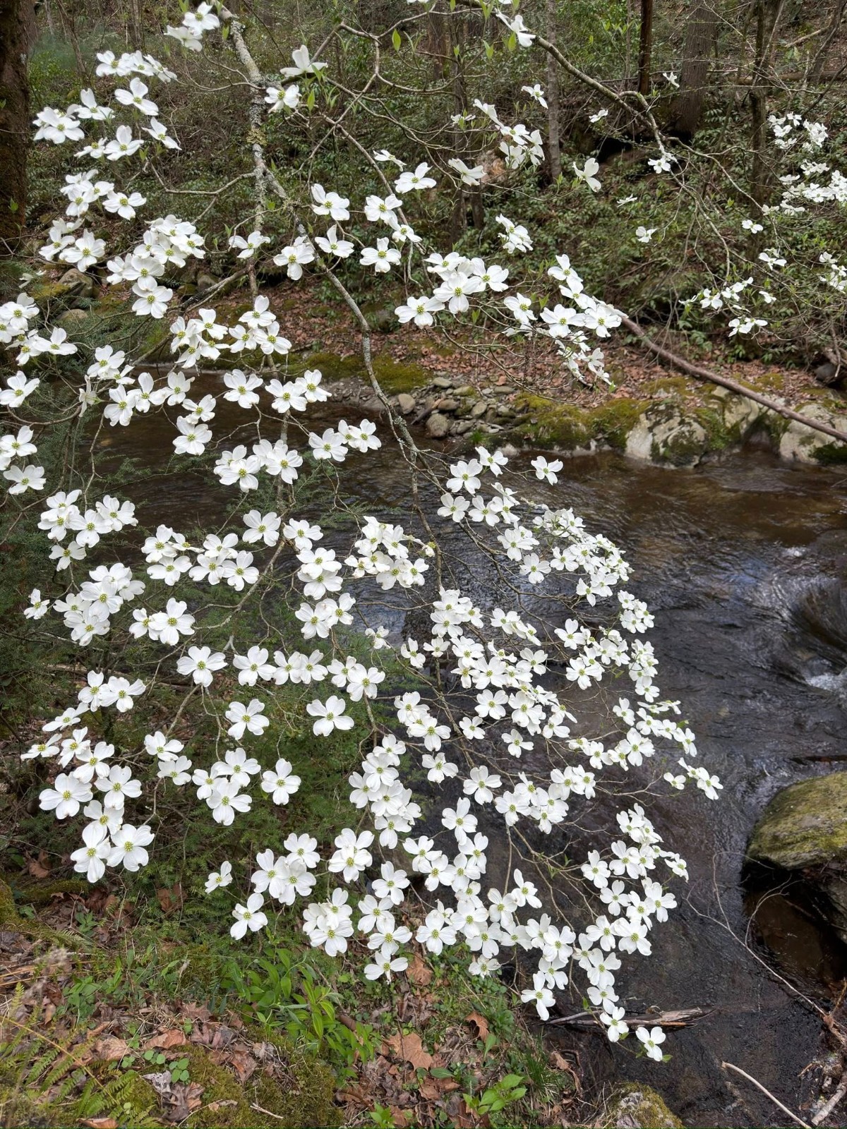 500 – 1,000 White American Flowering Dogwood Tree Seeds (Cornus florida) Hardy-5