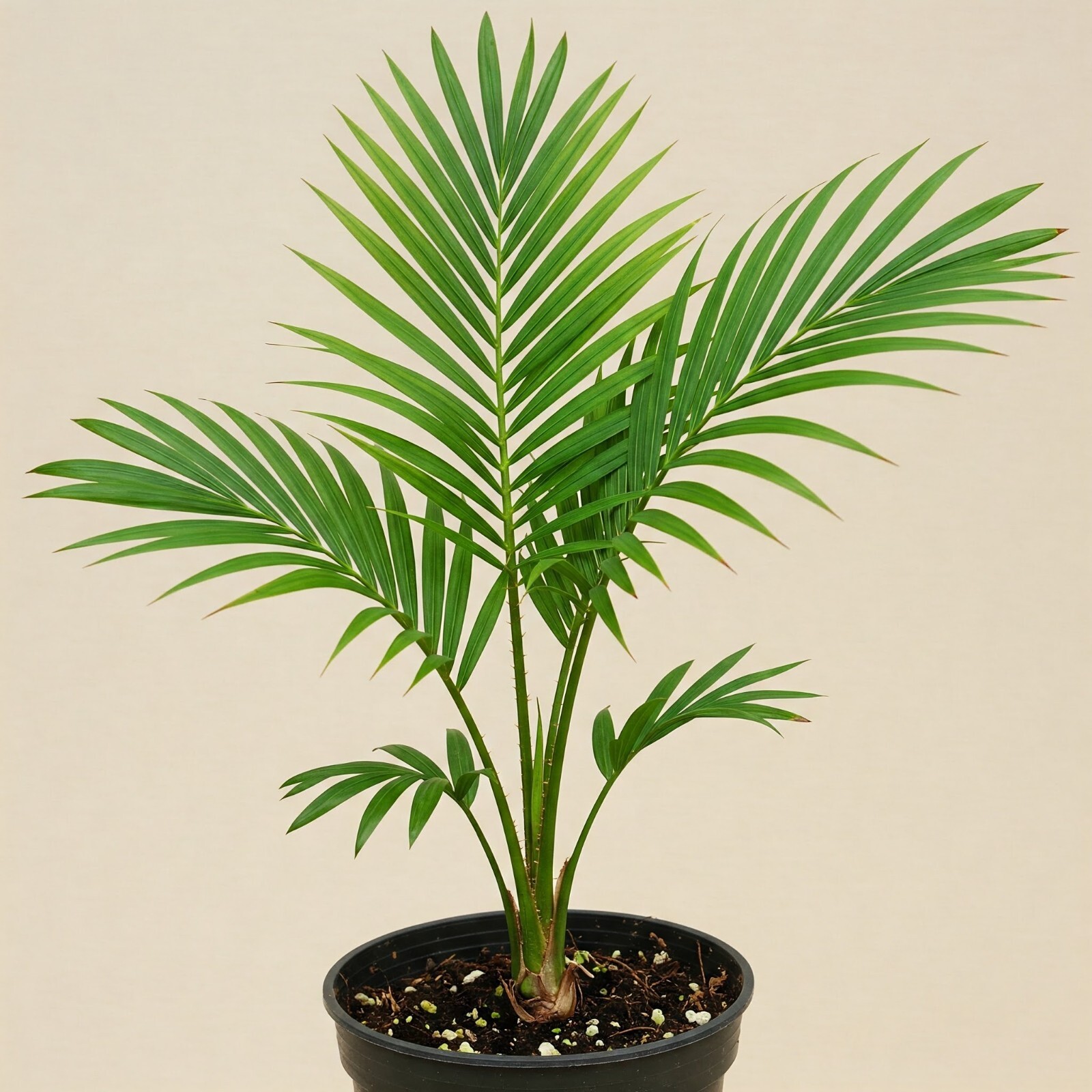 Pindo Palm Tree Live Jelly Palm Cocos Australis 6″ Pot 20-24″ Overall Height