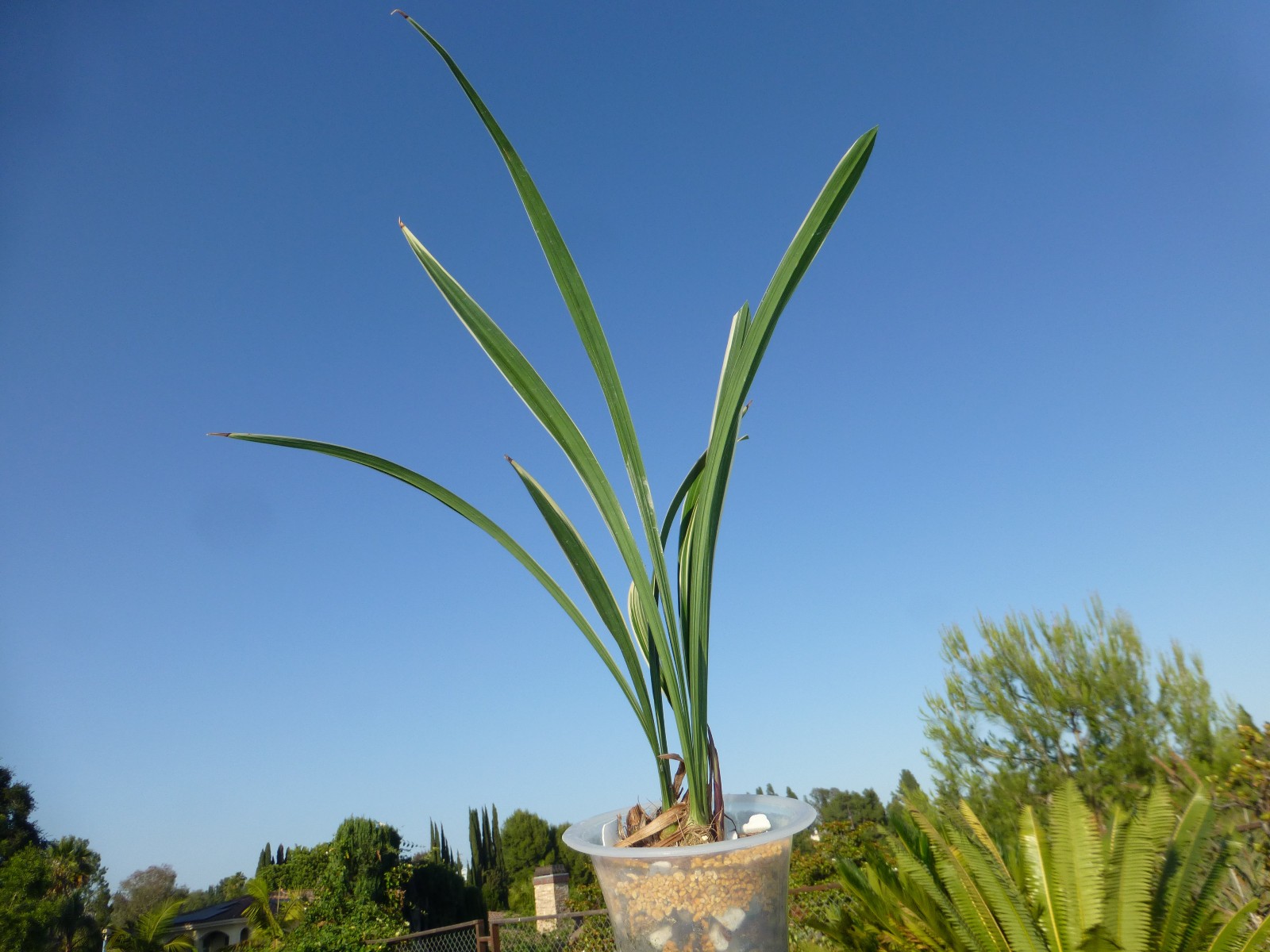 Cymbidium ensifolium “Golden Rainbow” 建兰 ‘黄金彩虹’ Highly Fragrant In Pot