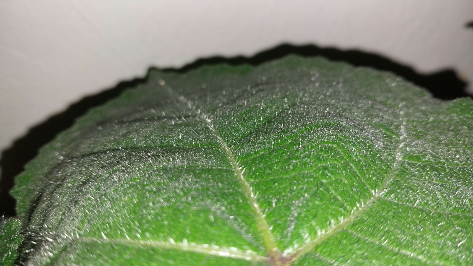 Gympie Gympie Live Plant! Most Painful Plant In The World! Mature Plant!