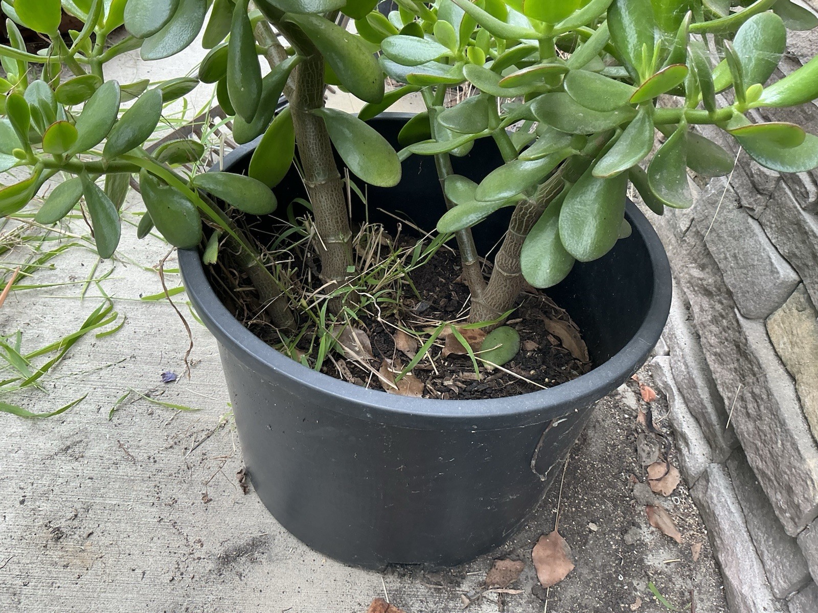 Healthy lush green Crassula Ovata Jade Plant cluster, Rooted 17” 16” 12” Roots