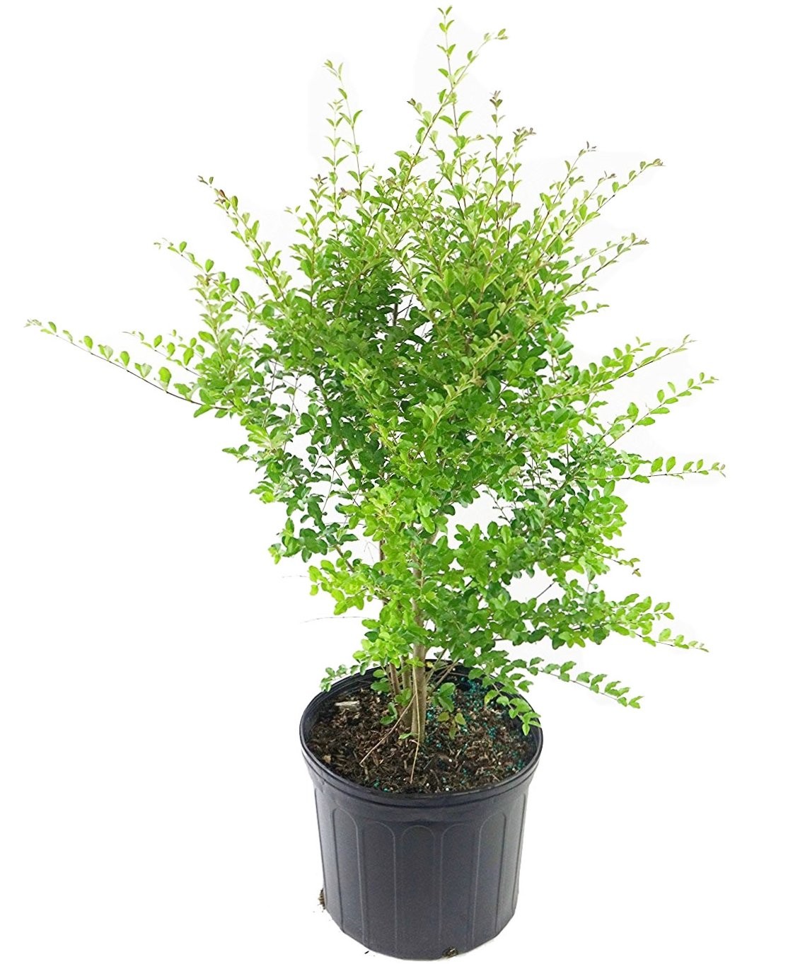 Green Promise Farms Ligustrum Amurense Privet Shrub 3 – Shlgam03