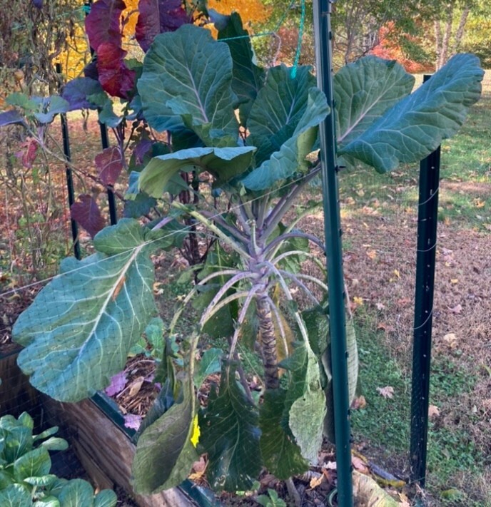 COLLARD GREEN (AFRICAN TREE COLLARD HYBRID-LONGHEAD) 100 SEEDS -6 FOOT PLANTS!!