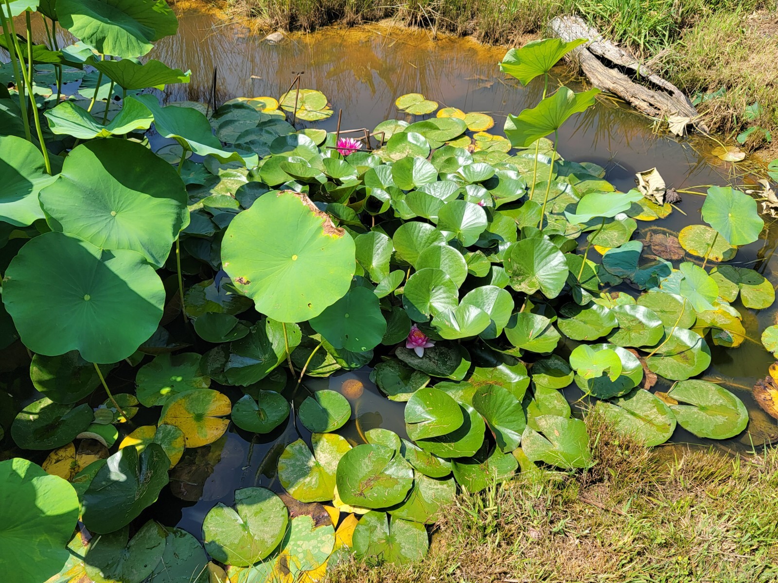 Pink Flowering Pond Lily Root Ball Aprox 10lb Shipped Fast & Fresh