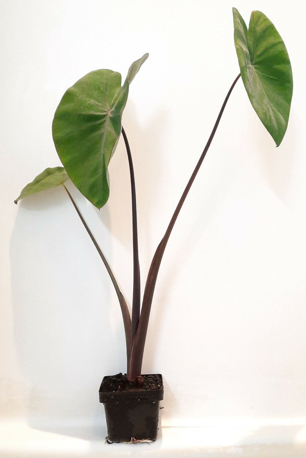 Live Violet Stem Taro Tropical Marginal Aquatic Pond/Bog Plant
