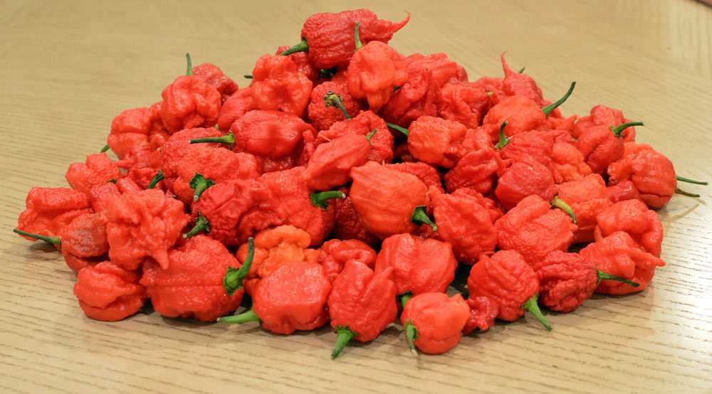 Carolina Reaper Chili Pepper (25+) Seeds, World Record Hottest, 5th GEN. ORGANIC