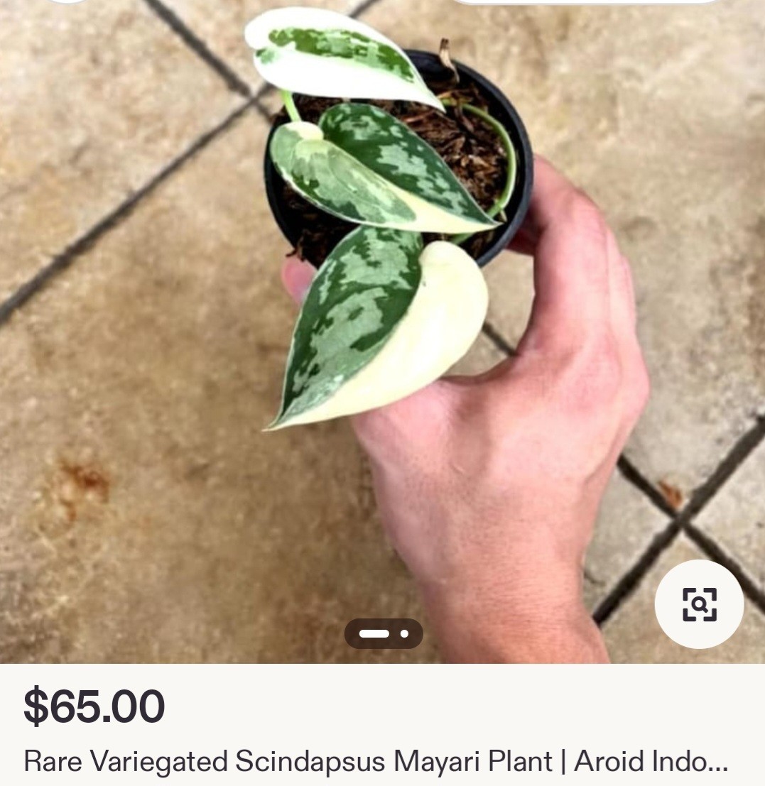 Rare Scindapsus Mayari Albo 18″ Tall not Aroid Monstera Philodendron Anthurium