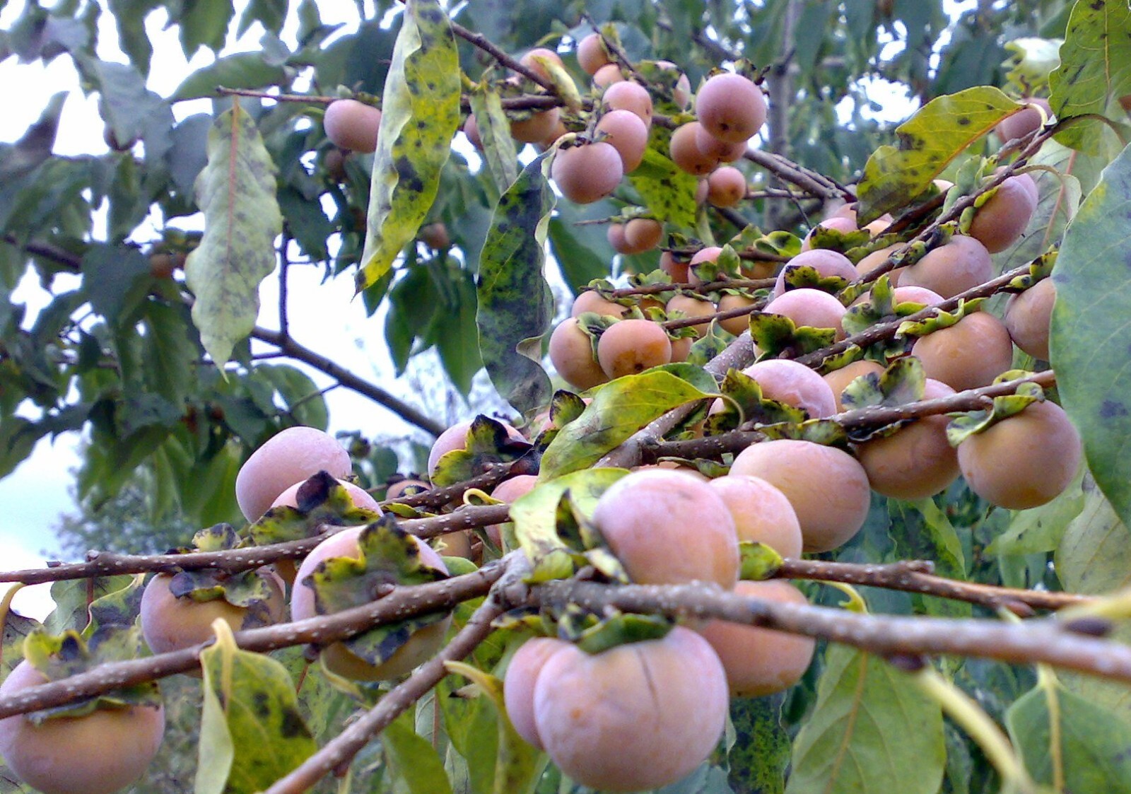 15 Date Plum Seeds – Diospyros lotus – Non-GMO Fruit Seeds