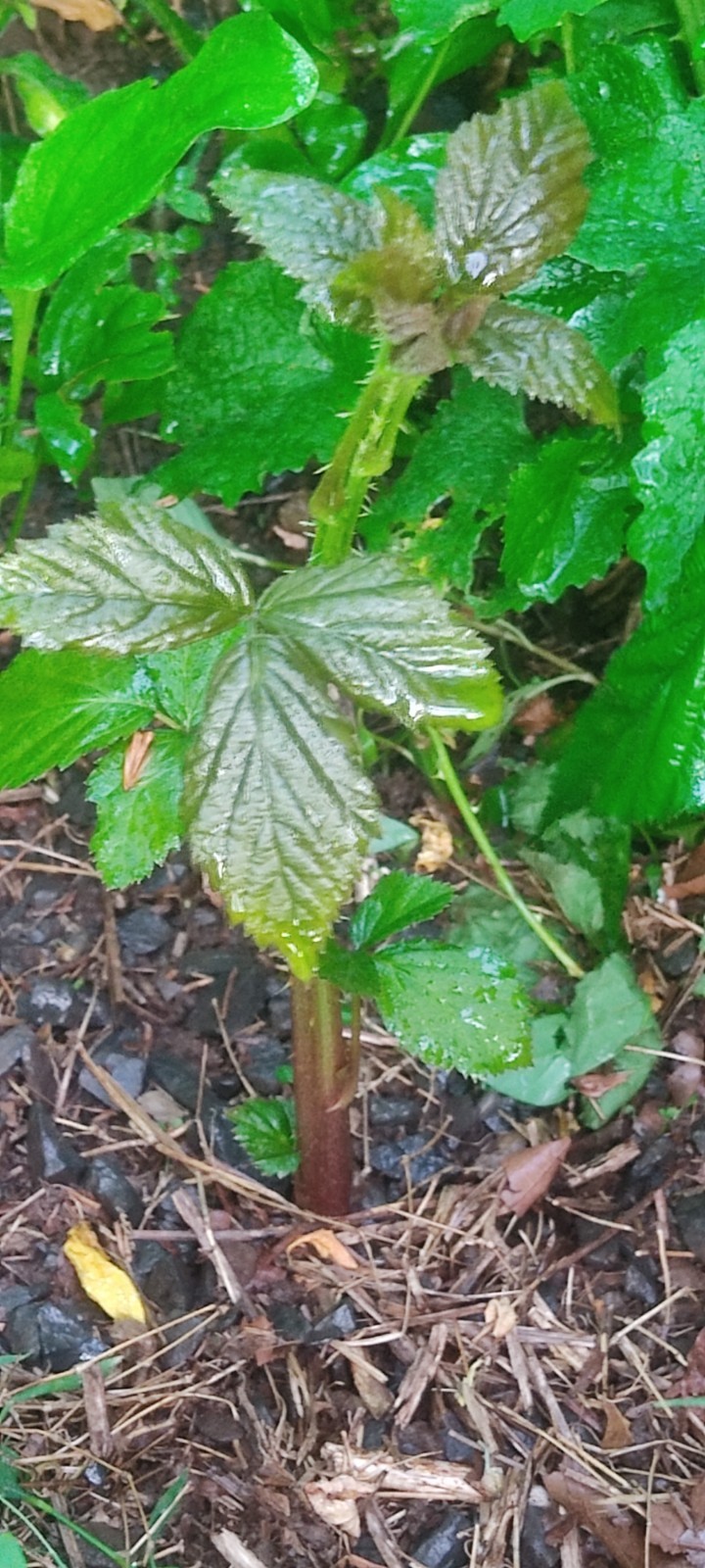 2 Blackberry Bushes live Rooted Plants about 8 -16 inches Tall. Live plant root