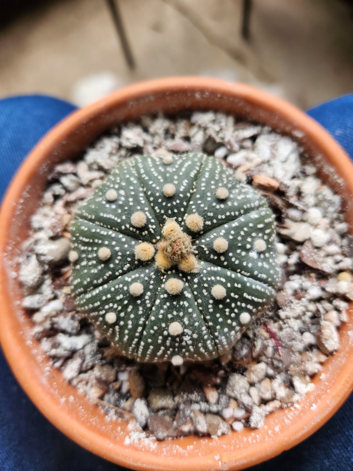 2 Astrophytum Asterias Sand Dollar Cacti