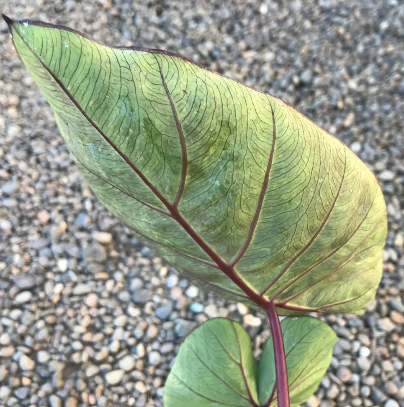 Live Hawaiian Punch Colocasia Plant – 6–15″ Tall – Ship No Pot – Elephant Ear