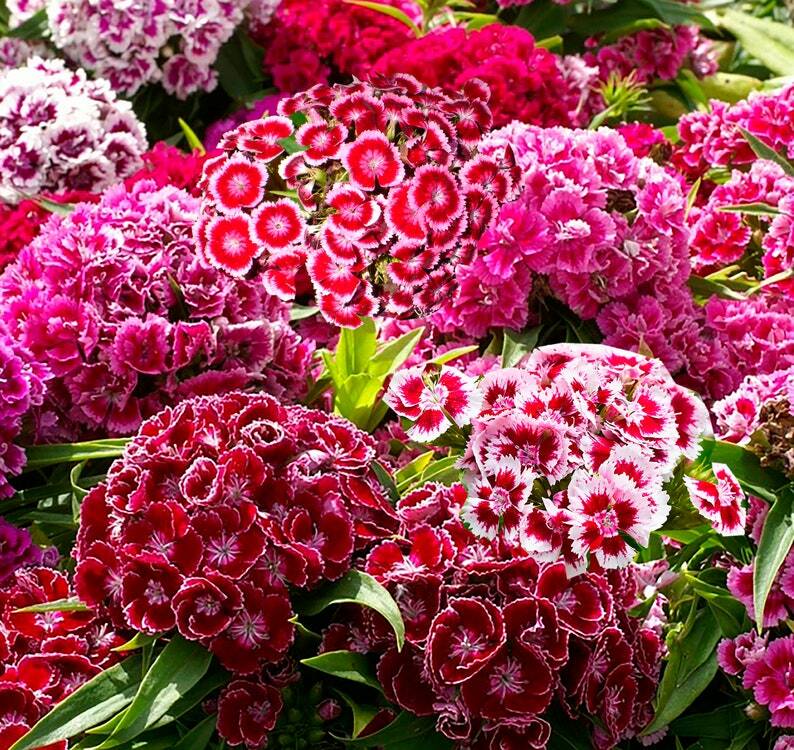 Dianthus Barbatus Carnation Sweet William Seeds-Mix(Pack of 50+Seeds)Zones:3-10