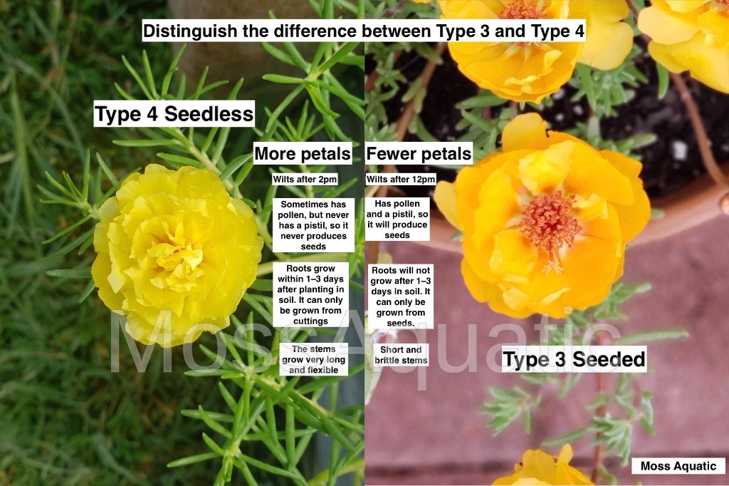 Moss Rose ( Portulaca Grandiflora ) , Neon Yellow , 10 unrooted Cutting #10