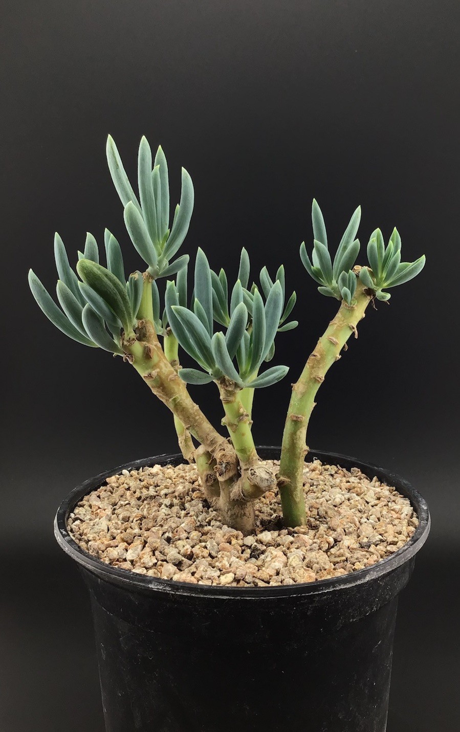 Blue Chalk Sticks Succulent WYSWYG Live Succulent with Roots FREE USA SHIPPING