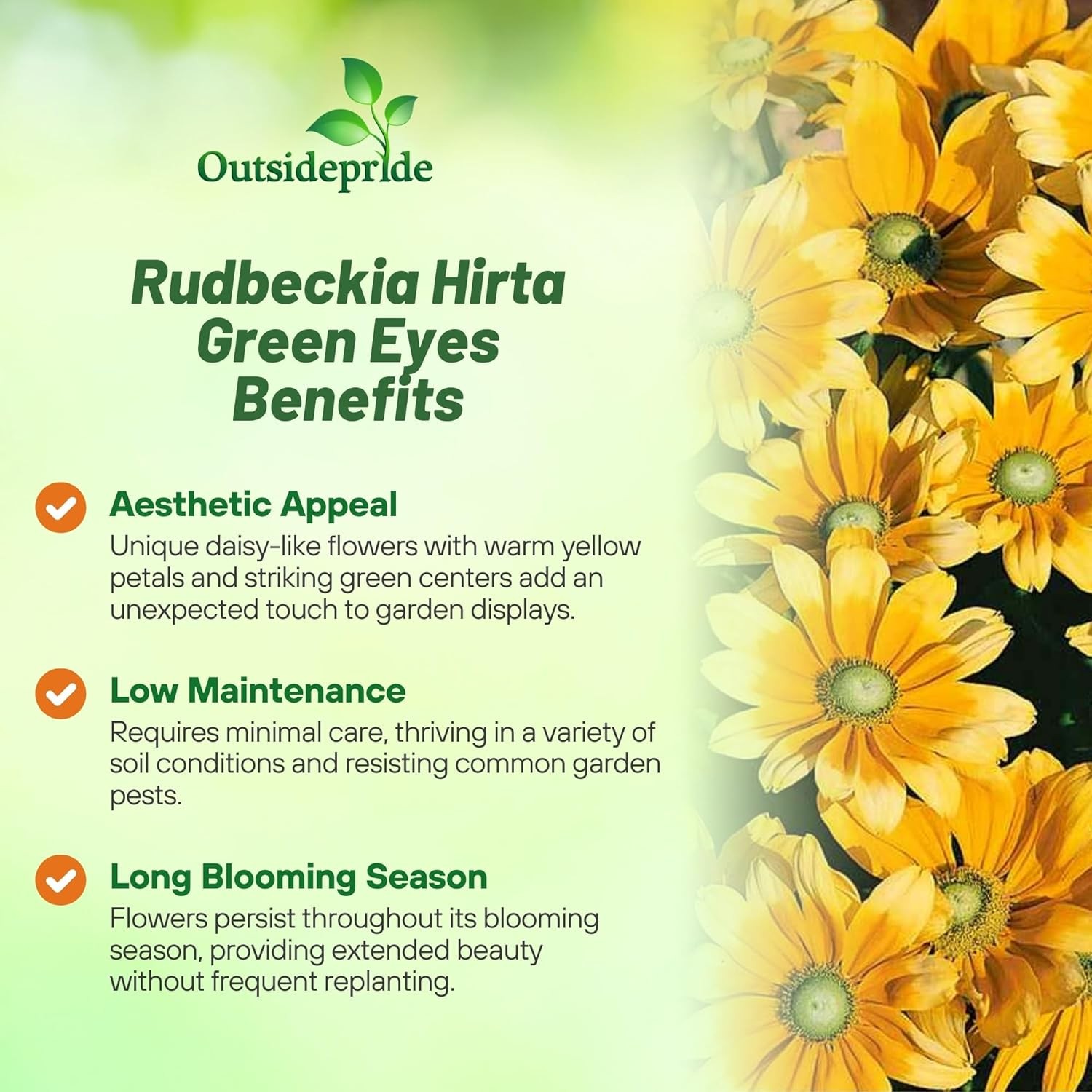 5000 Seeds Rudbeckia Hirta Drought Resistant Green Eyes Rudbeckia Flower Seed