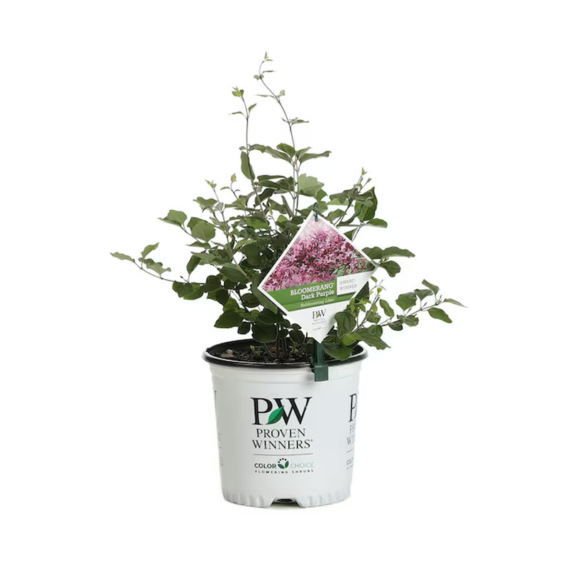 Dark Purple Reblooming Lilac (Syringa) Flowering Shrub in 1 -Gallon Pot 1.0