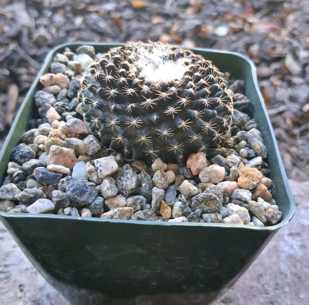 Copiapoa Tenuissima PURPLE Cactus Blooms Yellow Ships In 4″ Pot Just Beautiful