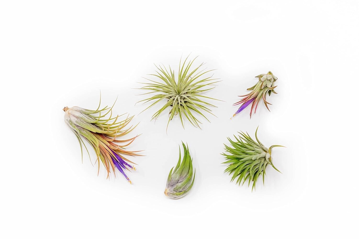 5 Pack Ionantha Air Plants – Wholesale/Bulk – Easy Care for Indoor/Outdoor Decor