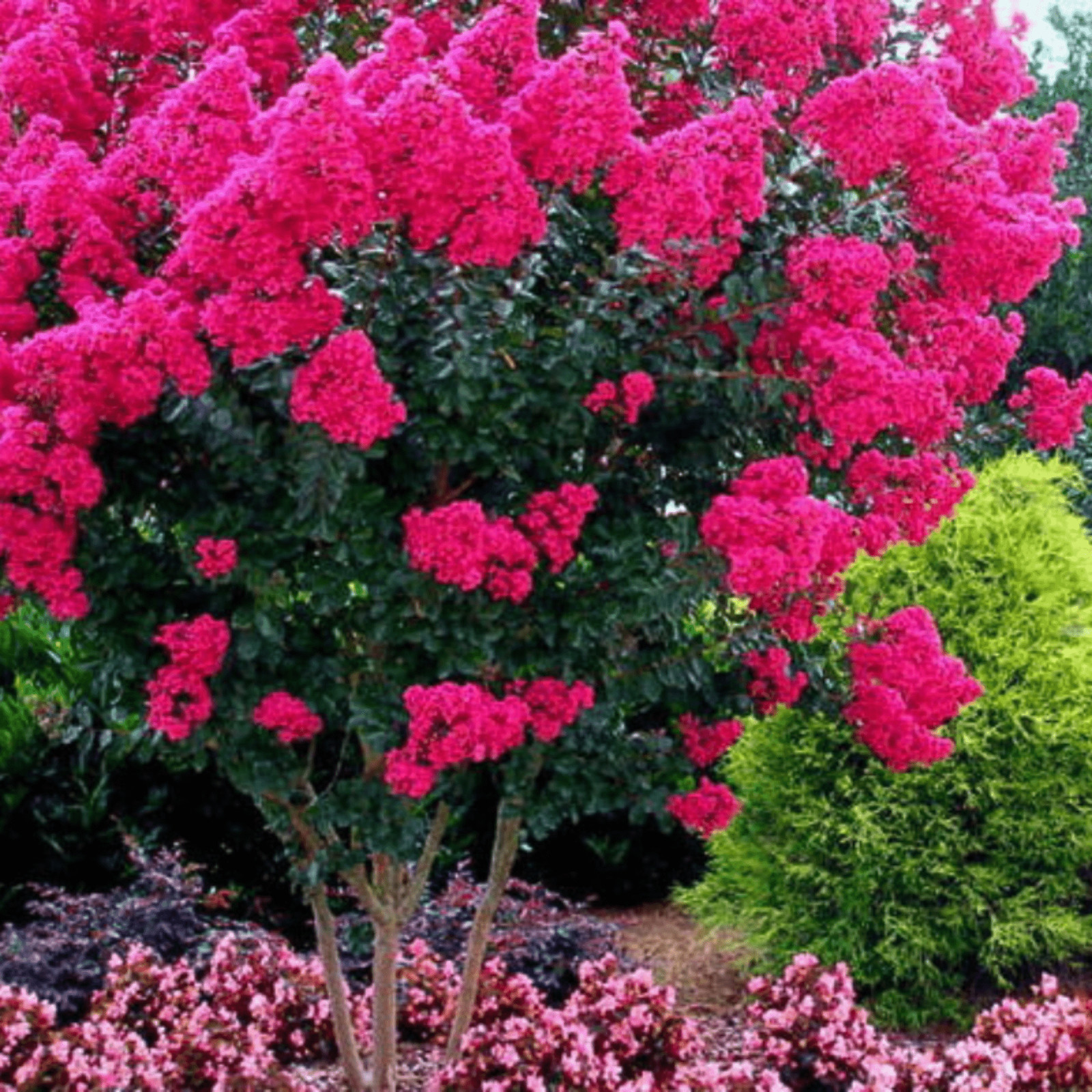 Electric Pink Passion™ Crape Myrtle: Vibrant Blazing Pink Color for Your Landsca