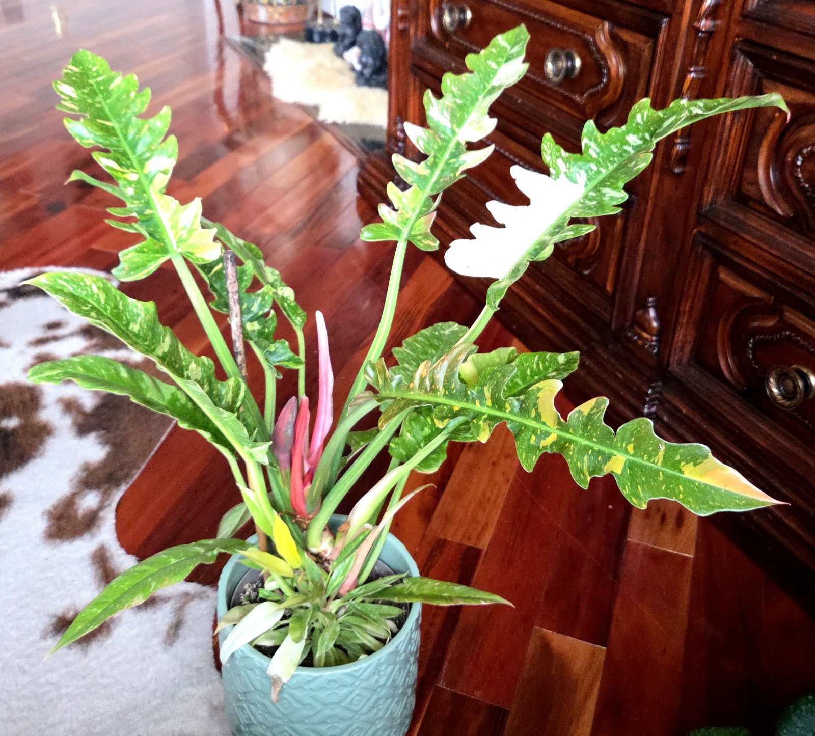 RARE XL Philodendron Ring Of Fire 30″ Tall 1 Gal Pot No Monstera Anthurium Aroid