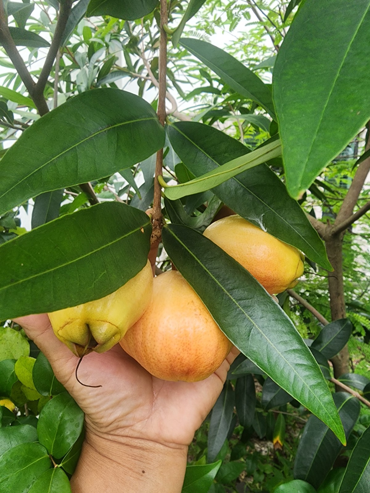 12 Rose apple seeds, Fruit Syzygium Jambos seeds, fresh seeds large fruit