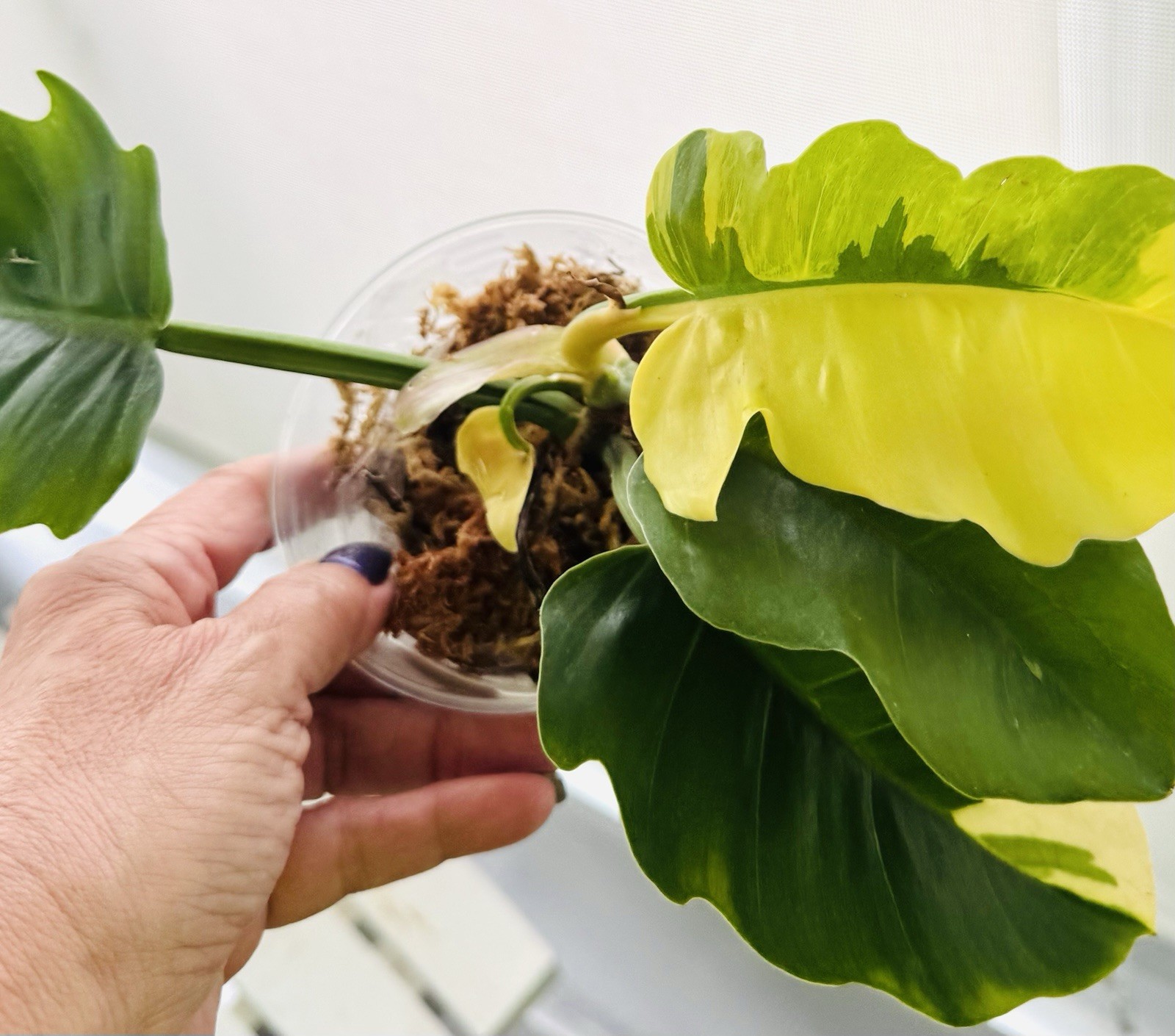 RARE Variegated Philodendron Golden Saw 5” — Hurry, only one available