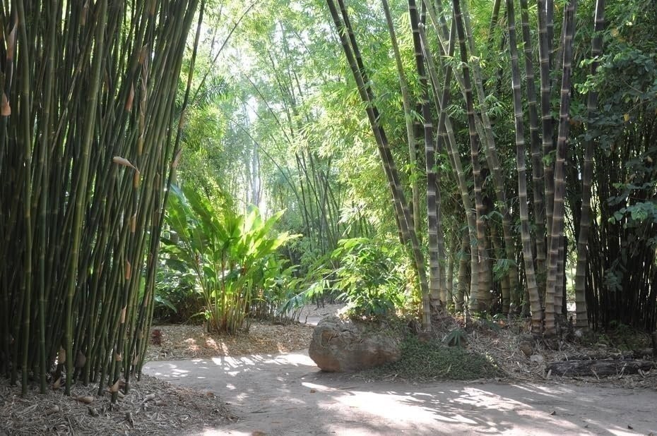 Dendrocalamus Asper Hitam Black Bamboo | Live Plants | Exotic Tropical Decor…