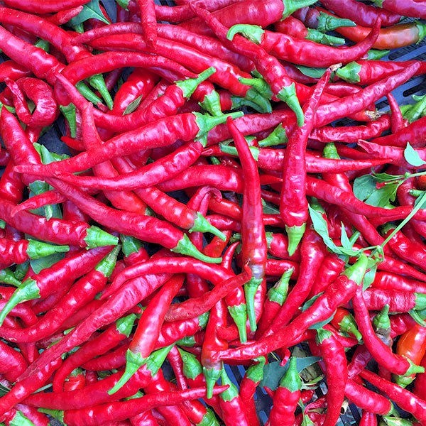 Long Red Cayenne hot pepper seeds non-gmo heirloom open pollinated EASY TO GROW