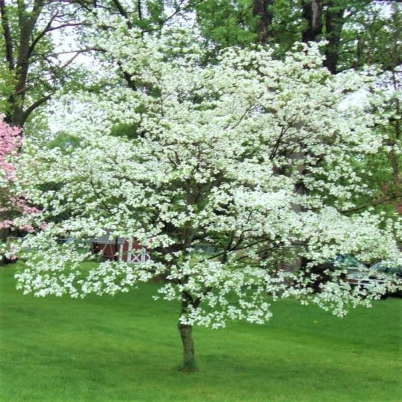 Kousa Dogwood Trees Live Plant 6-12 Inch, White Flowering Shrubs
